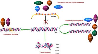 Molecular mechanisms of Phytophthora sojae <mark class="highlighted">avirulence</mark> effectors escaping host recognition